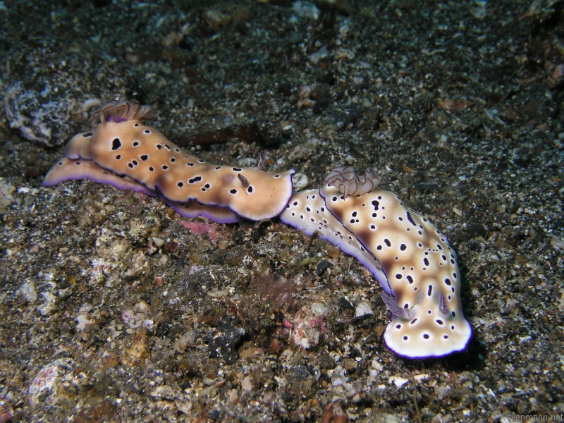 Nudi Branch